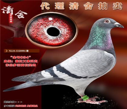 “盖比X佛科克”金母094