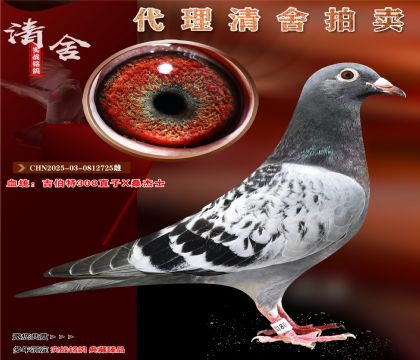 吉伯特308直子X桑杰士