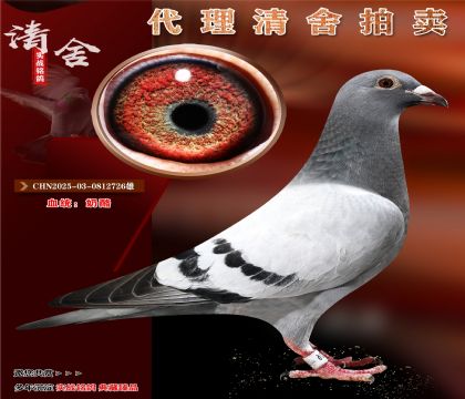 “奶酪金雄家族”