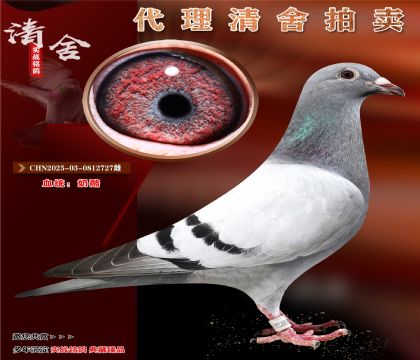 “奶酪金雄家族”