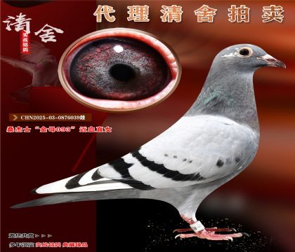 桑杰士“金母093”近亲直女