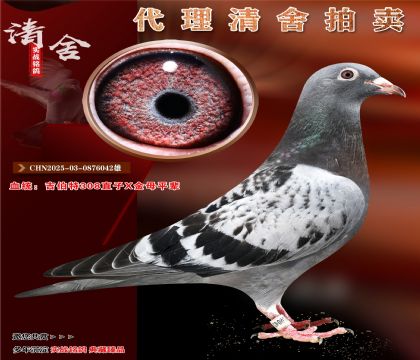 吉伯特308直子X金母平辈