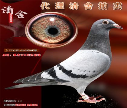 桑杰士X阳光金母