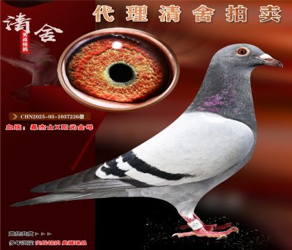 桑杰士X阳光金母