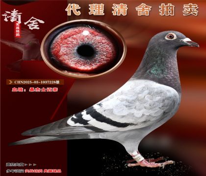 桑杰士近亲