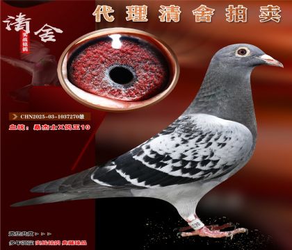 桑杰士X鸽王10位
