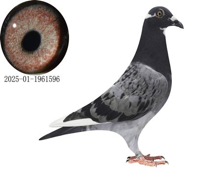 ҽ鵽596
