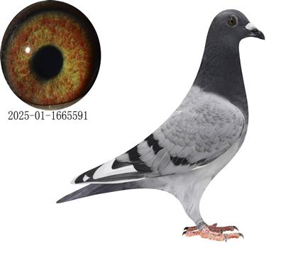 ʱ׸ھ/˺ض591