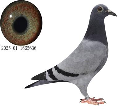 غ636