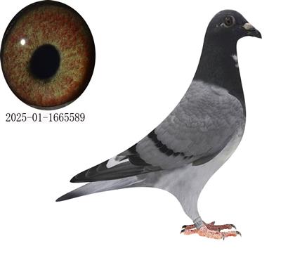 ʱ׸ھ/73589