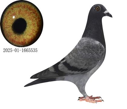 ʱ׸ھ535