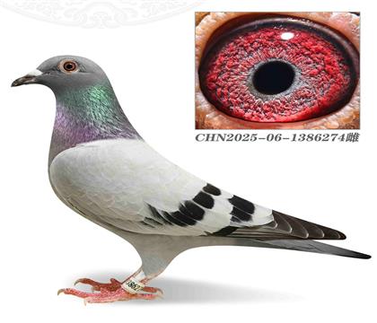 25  ҡ240X240ֱŮ