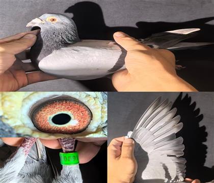 ҵǱȡš׻Ѫ591