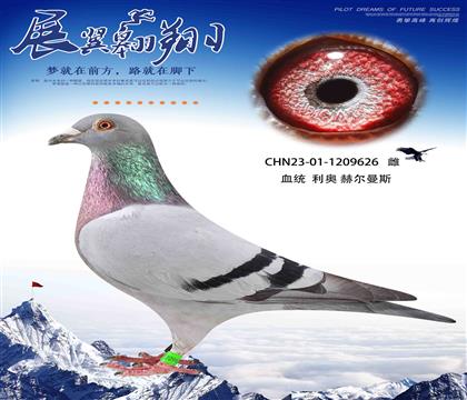 ǿ´ͷʽ׻Ѫ626