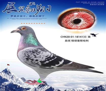 ӹ·ǽ׻Ѫ133