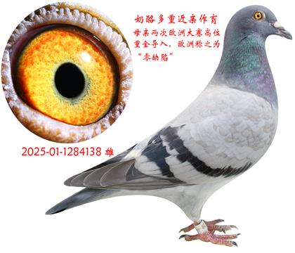 Ƽҽ138