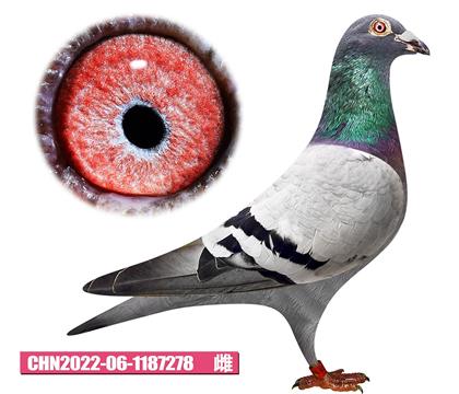 -С278