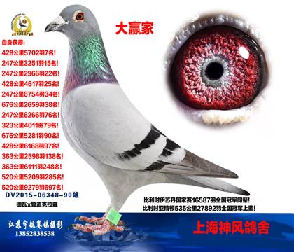 德国超级战赛鸽!鲁道x德瓦