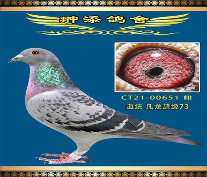 凡龙超级73子代获得天龙公棚决赛206名