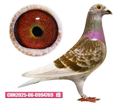范登布克-新红公主769