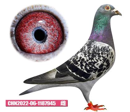 利奥-奥林匹克女郎945