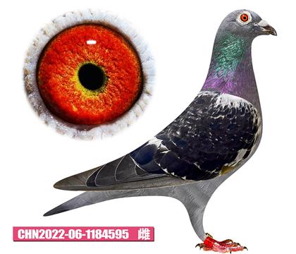 佛卡门-潘特美人595