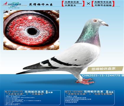 范得帕许“大奔血系”ד无限号血系”