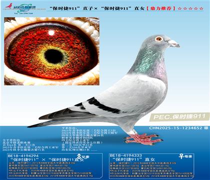 “保时捷911”直子ד保时捷911”直女