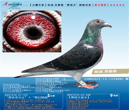 公棚专家--哈迪.克鲁格“黑劲力”超级近亲