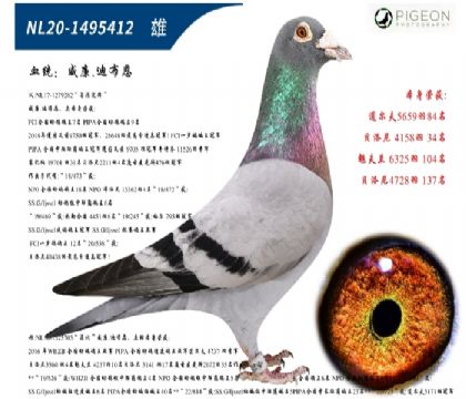 威廉迪布恩原舍(手感一般,速度一流)