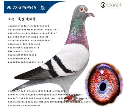 威廉迪布恩原舍(干瘦雄,公棚利器)