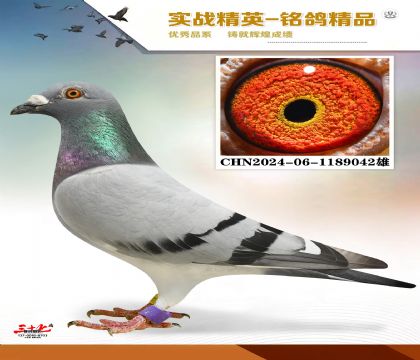 Ҽ