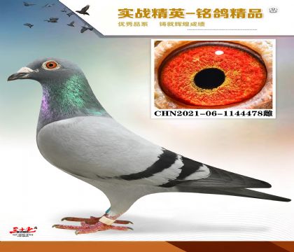 ϻɣʿ   ׻Ѫ