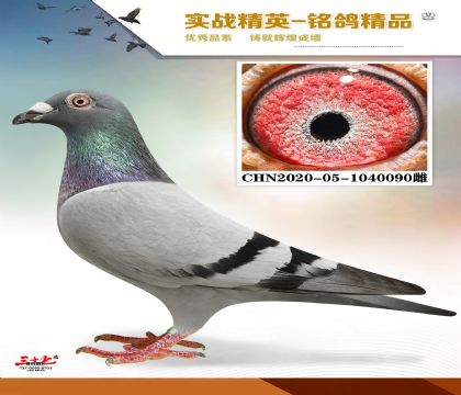 ɣʿ  ׻Ѫ