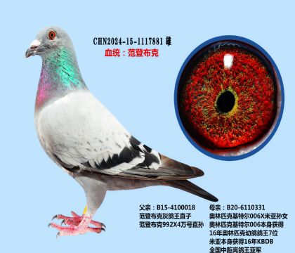 范登布克灰鸽王X基特尔006(完美先生)