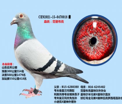 考夫曼X范登布克