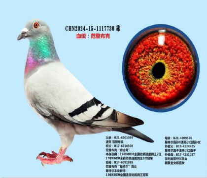 范登布克奇迹号X基特尔
