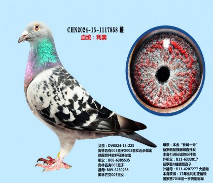 奥林匹克003X新罗西独眼雌(超级雌)