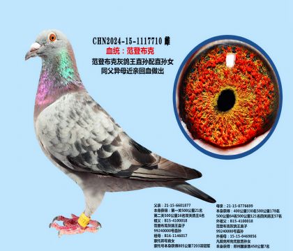 范登布克灰鸽王近亲(完美雌)