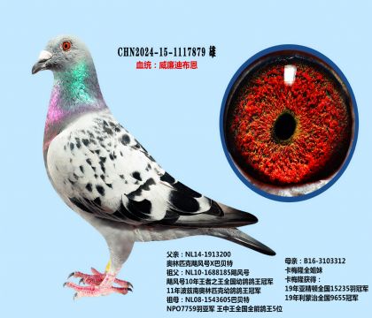 威廉迪布恩飓风号X卡梅隆(种精)