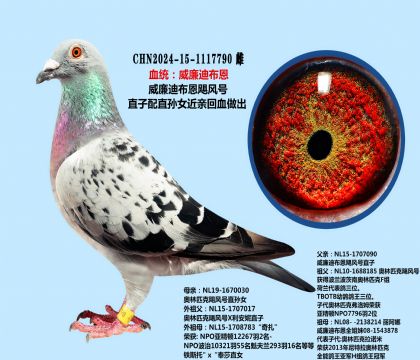 威廉迪布恩飓风号近亲(种雌)