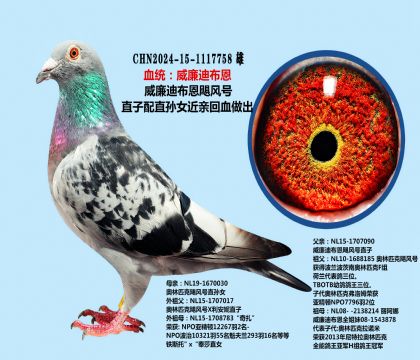 威廉迪布恩飓风号近亲