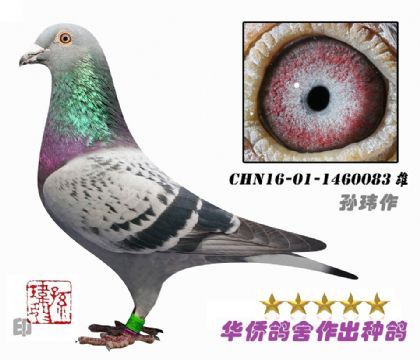 5号--詹森019回血种鸽-1460083