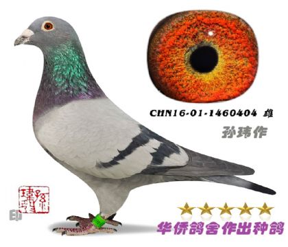 3号--CHN16-01-1460404灰-黄眼-雄