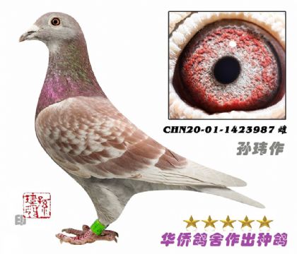 2号--纯詹森019系-1423987-绛点-雌
