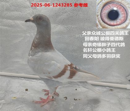 شڳϹ
