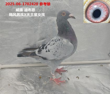 ϲ쫷к
