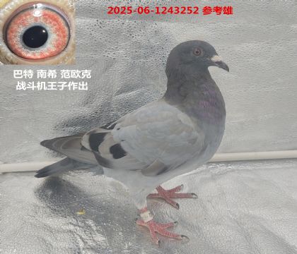  ϣս