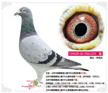 北京华顺德赛鸽公棚430公里预赛39名 雄
