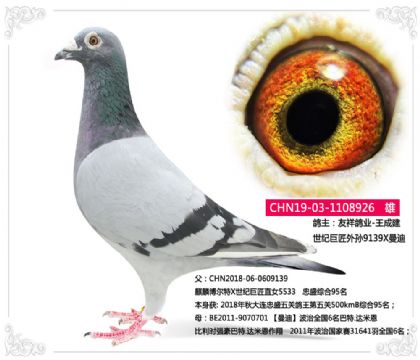 友祥鸽业-王成建--世纪巨匠外孙9139X曼迪 雄